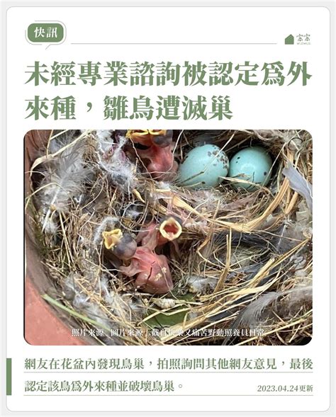 鳥巢怎麼處理|清潔鳥糞、移除鳥巢、冷氣清潔一次搞定！【防鳥大作戰】